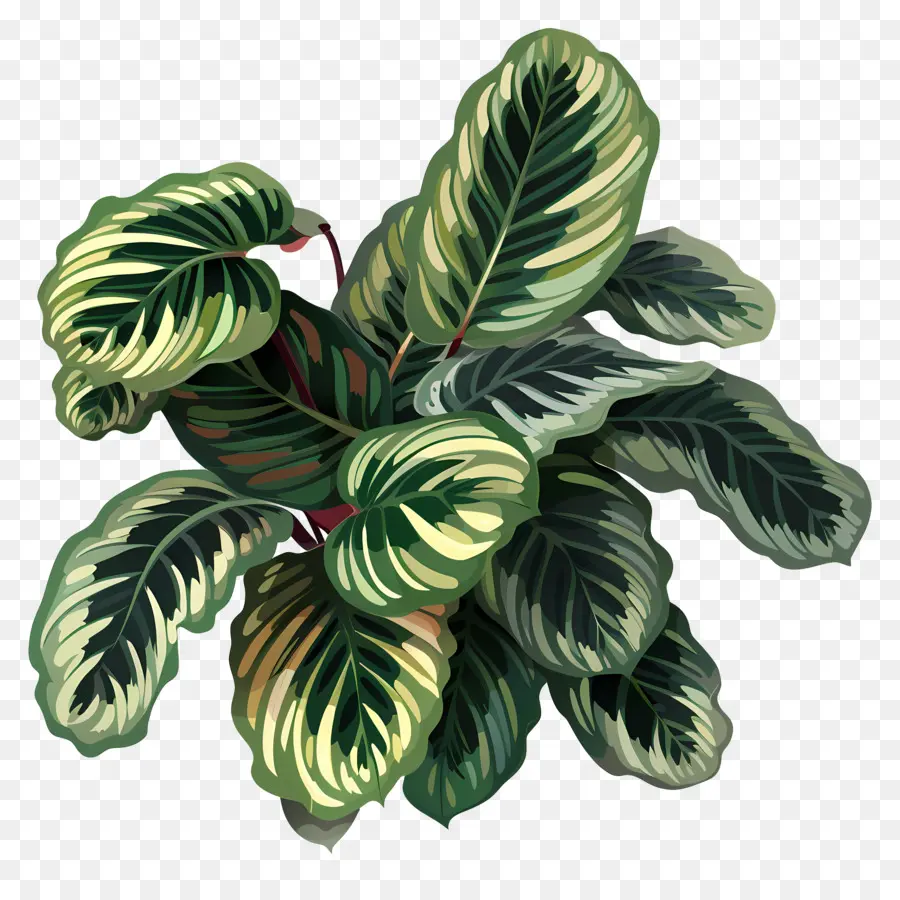 Planta De Calatea，Planta Verde PNG