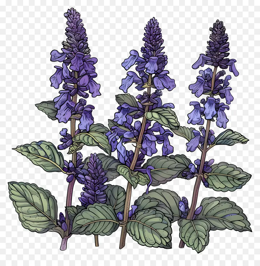 La Salvia，Flores De Color Azul PNG