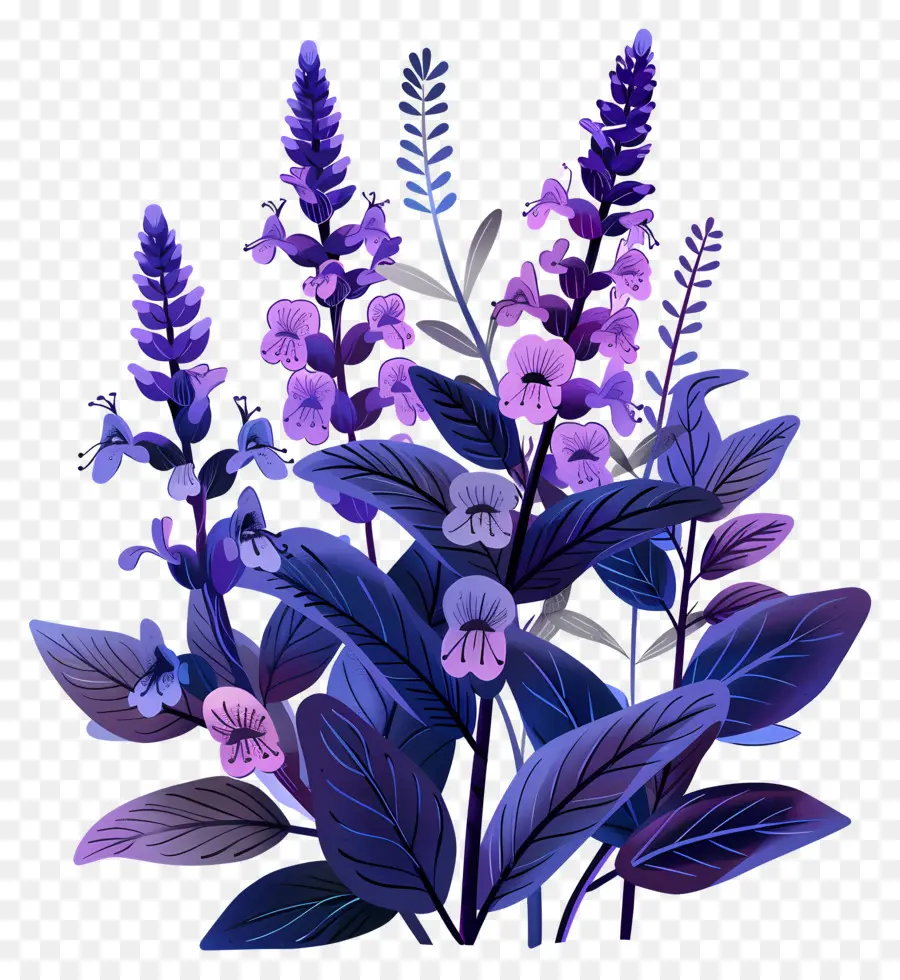 La Salvia，Lavanda PNG