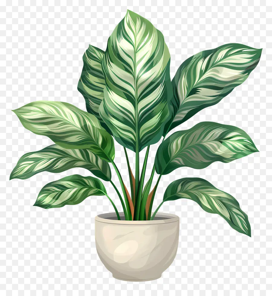 Planta De Calatea，Planta En Maceta PNG