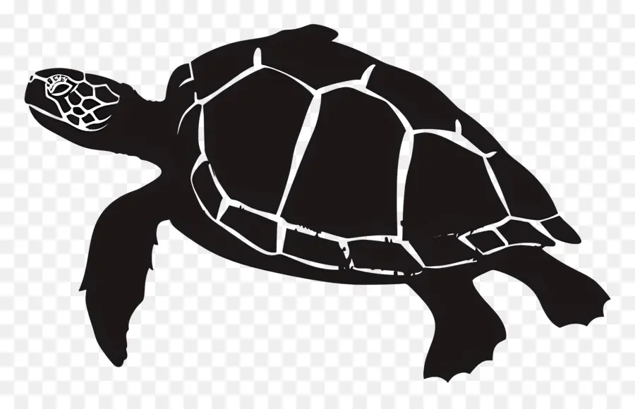 Tortuga Silueta，Tortuga PNG