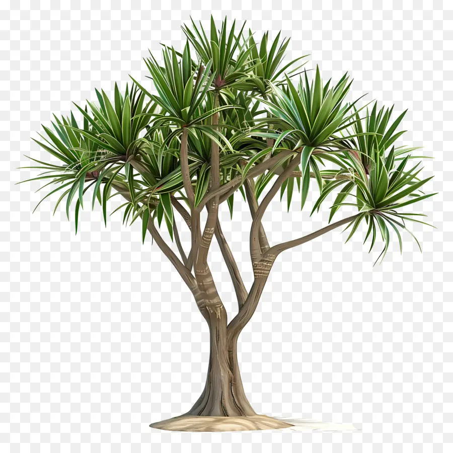 Yuca，La Selva De árbol PNG