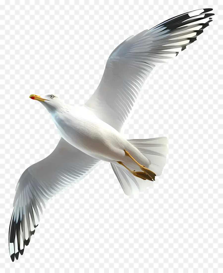 Gaviota，Aves PNG