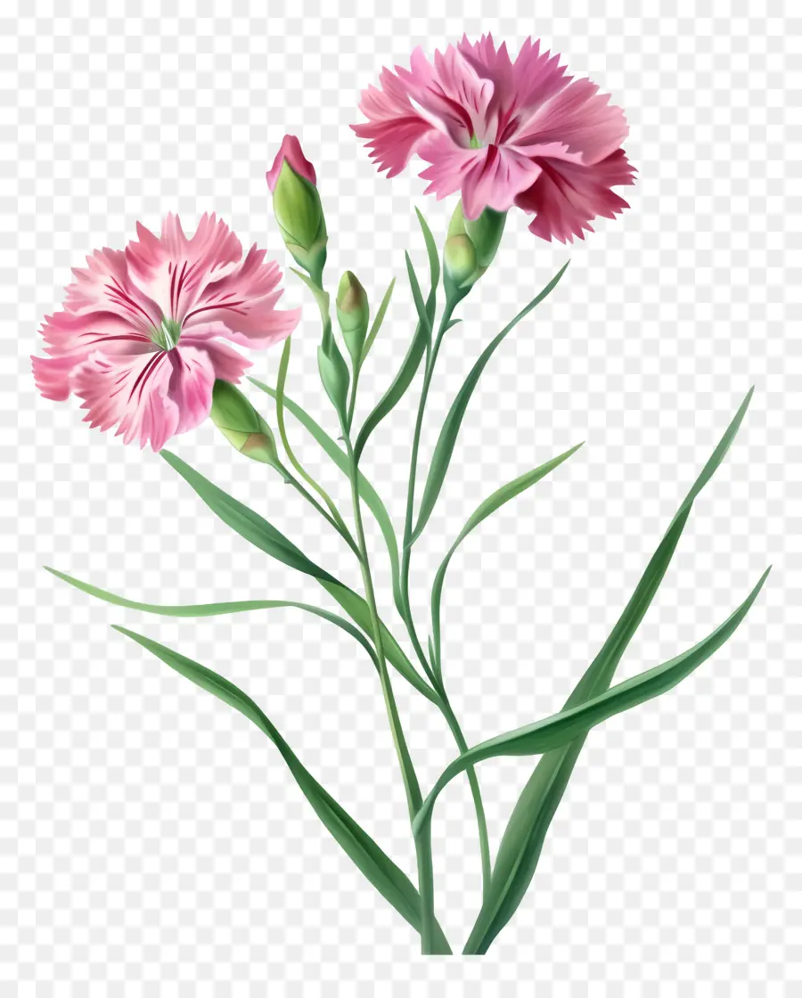 Flores De Dibujos Animados 3d，Clavel Rosa PNG