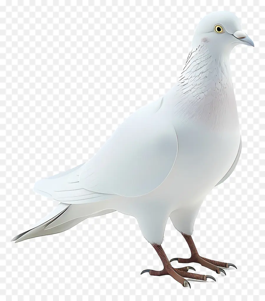 La Paz De La Paloma，Pájaro Blanco PNG