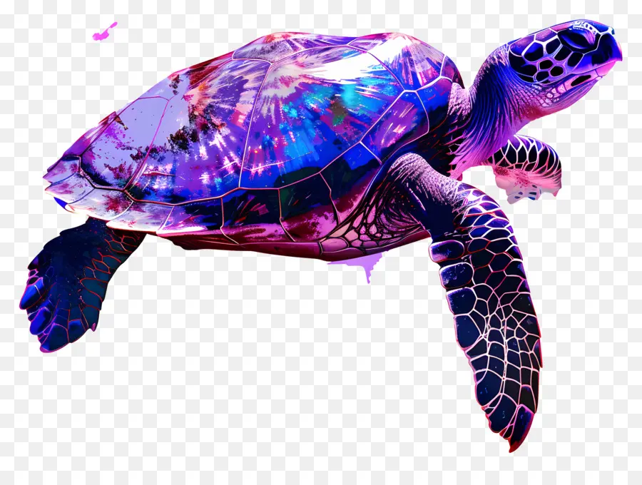 Tortuga Silueta，Tortuga PNG