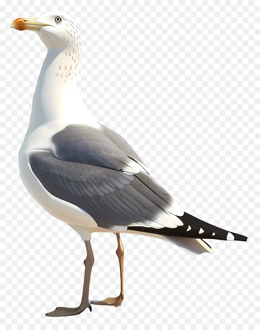 Gaviota，Aves PNG