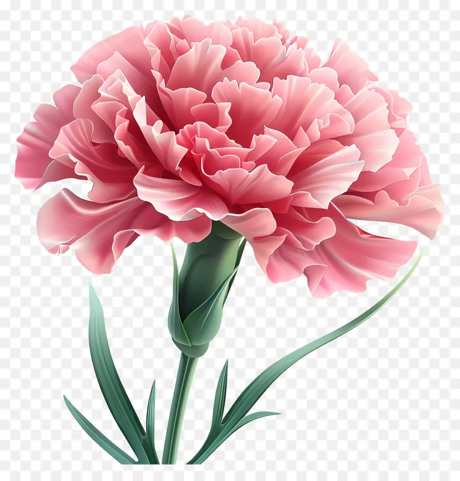 Flores De Dibujos Animados En 3d，Clavel Rojo Y Blanco PNG