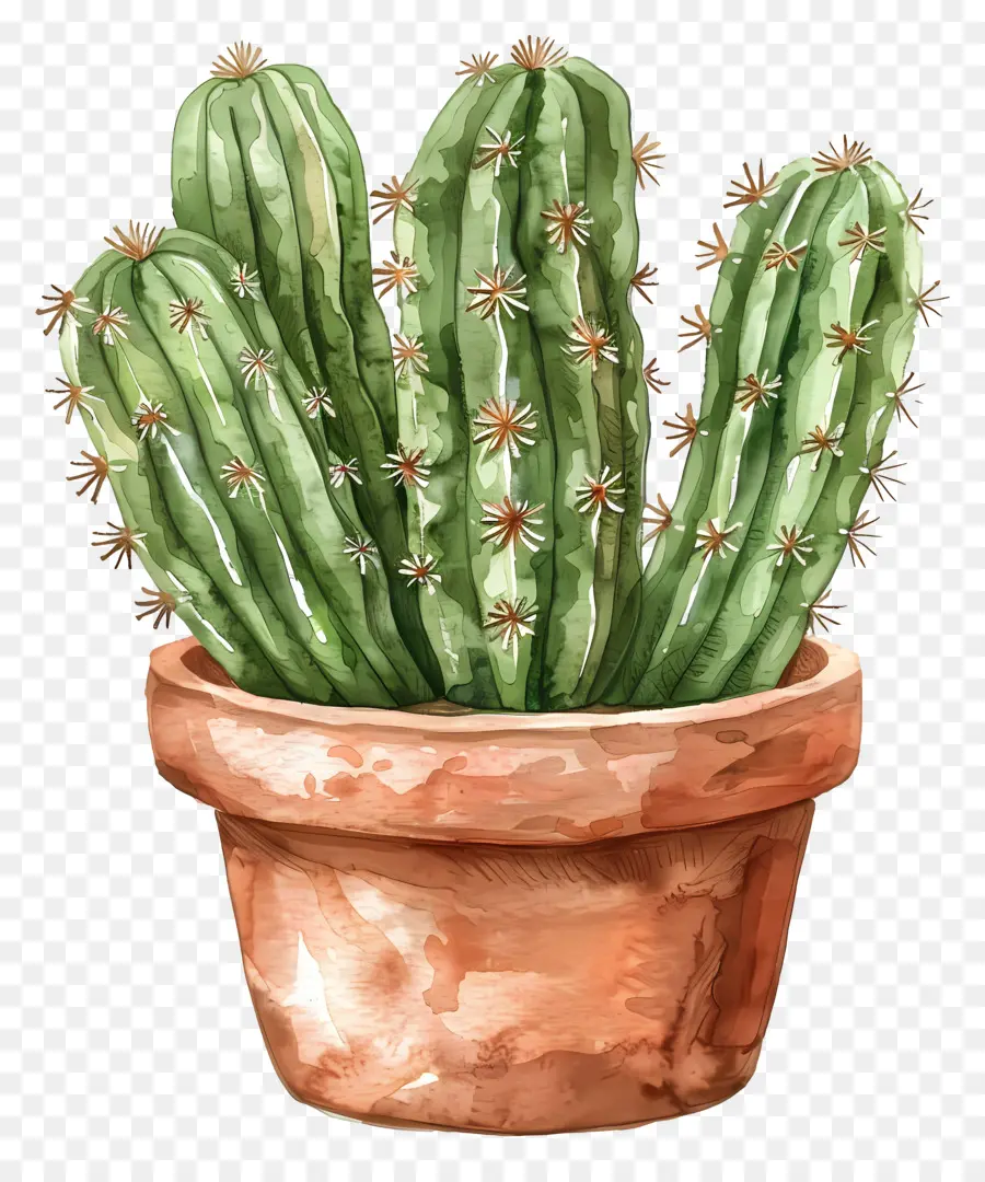 Cactus，Olla De Barro PNG