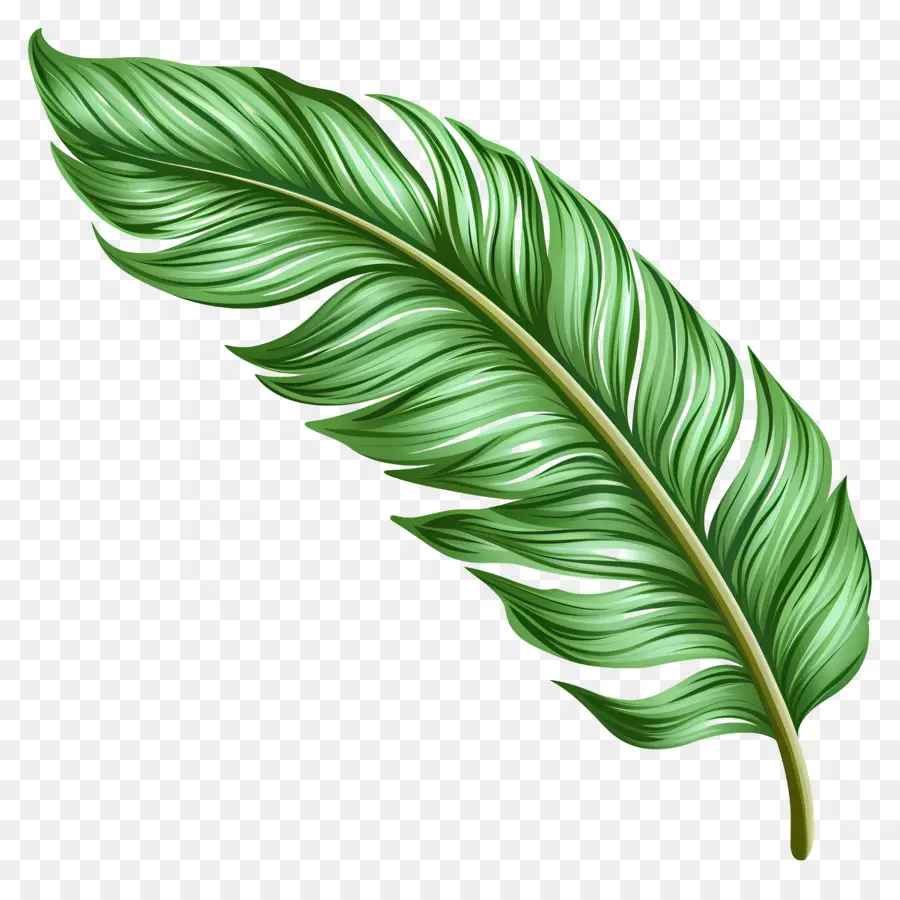 La Hoja De Palma，Verde De Plumas PNG