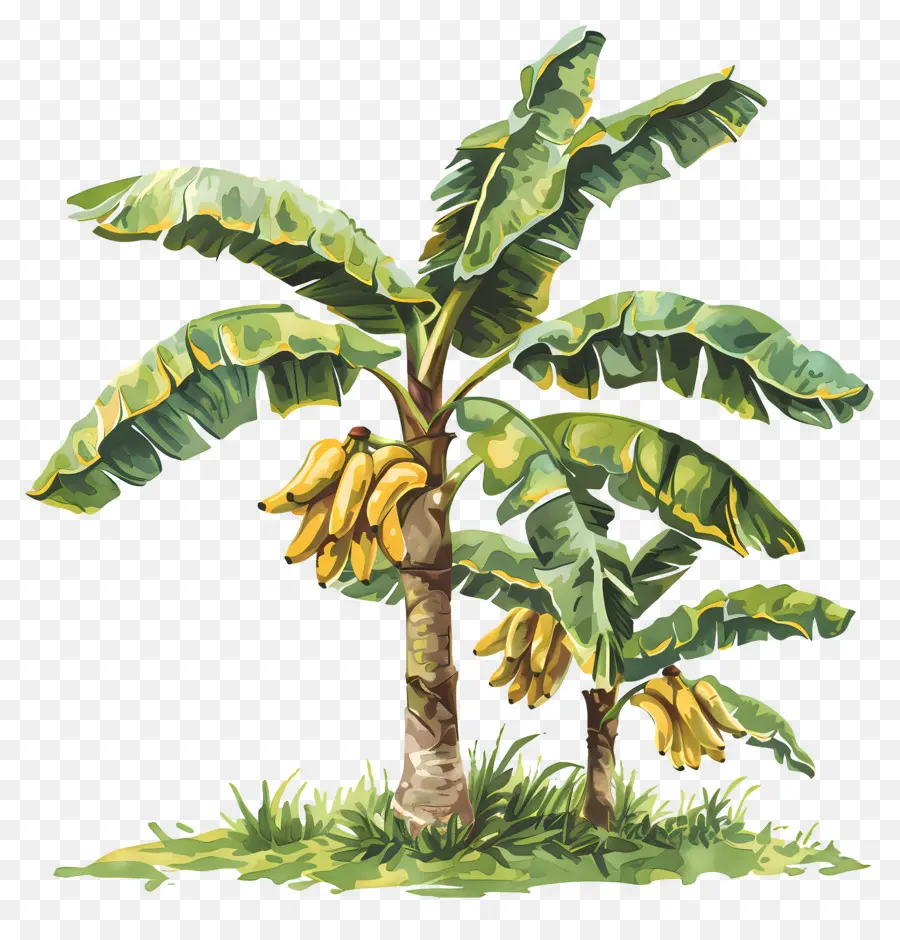 árbol De Banana，Los Plátanos Maduros PNG