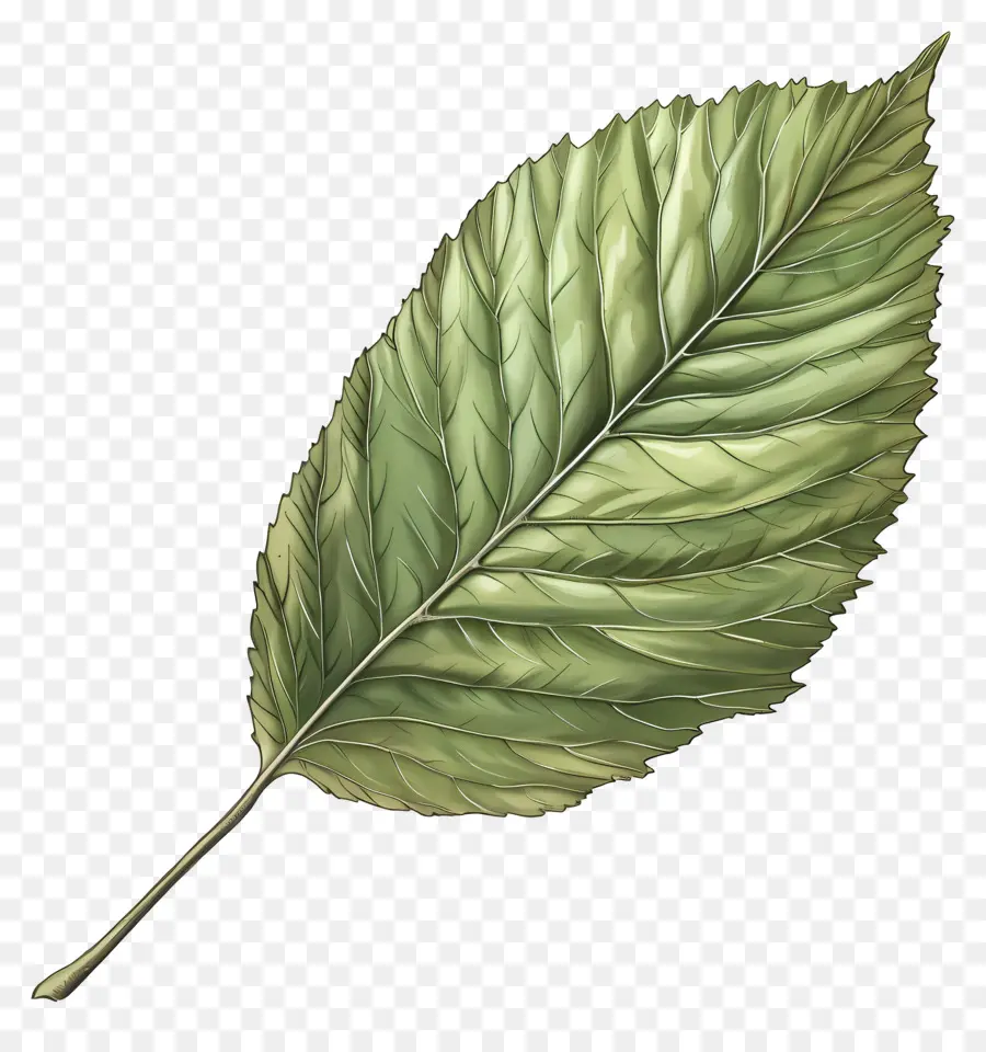 Hoja De Olmo，Hojas Verdes PNG