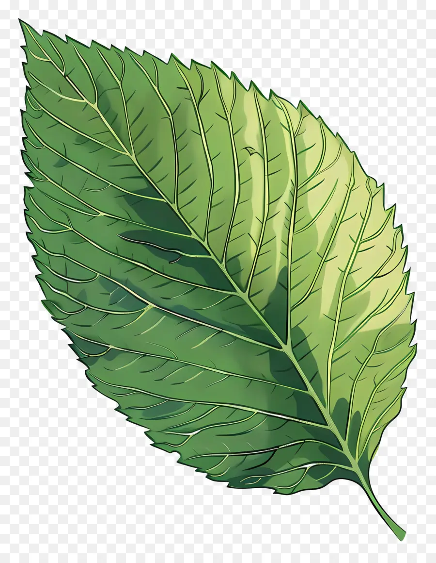 Hoja De Olmo，Verde Hoja PNG