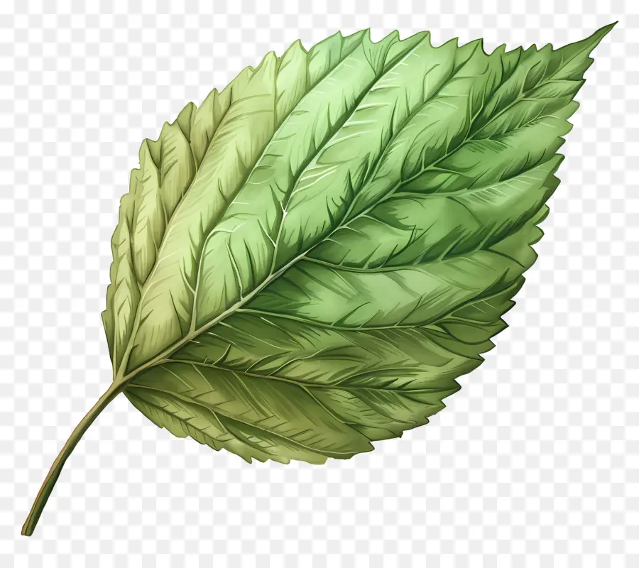 Hoja De Olmo，Verde Hoja PNG