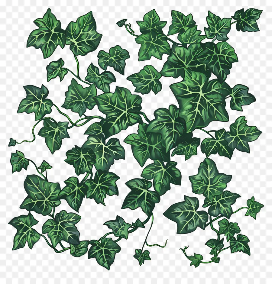 Hiedra Verde，Hojas PNG