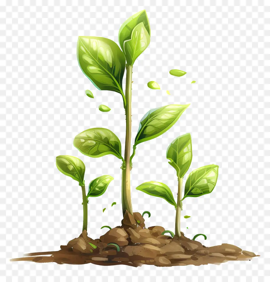 Brotes，Las Plantas Verdes PNG