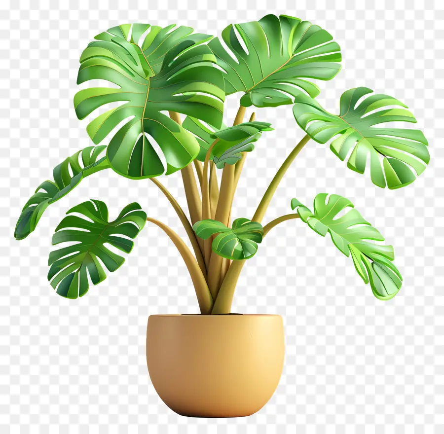 Monstera，Planta Verde PNG