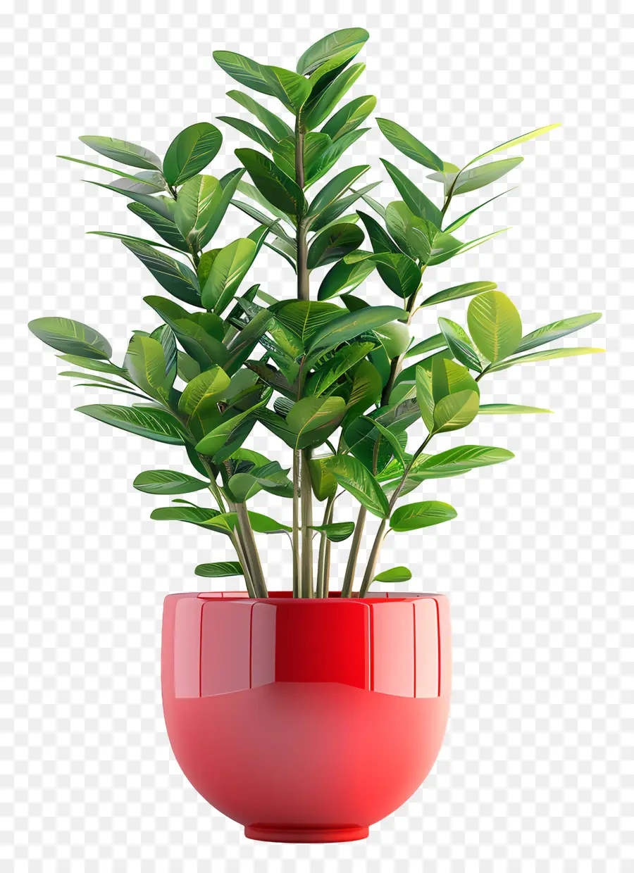 Planta Zz，Rojo Florero PNG