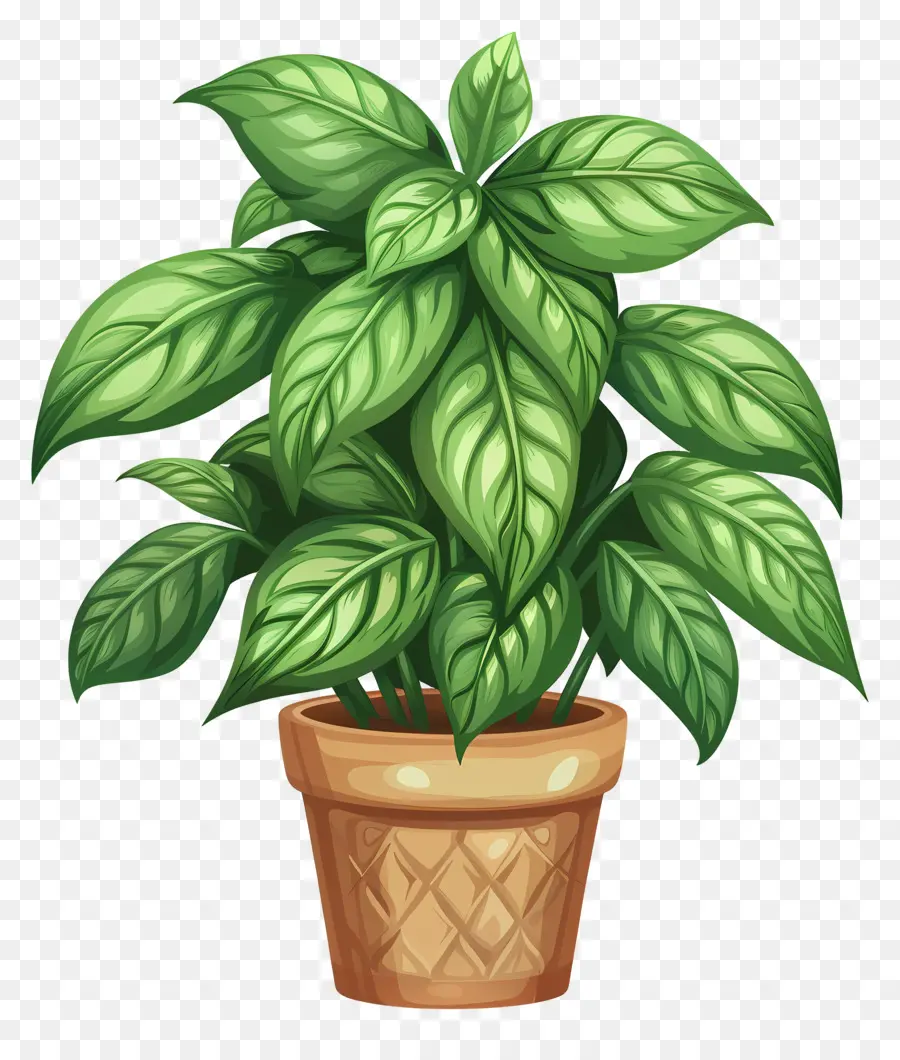 Las Plantas De Interior，Planta Verde PNG