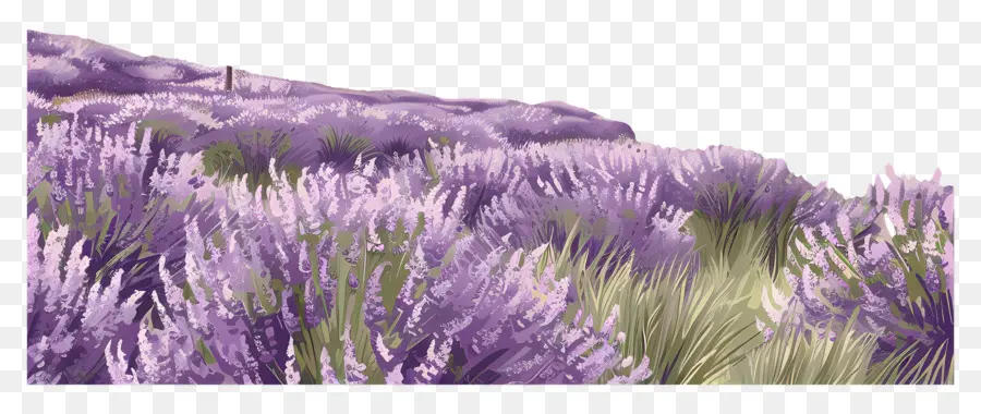 Fondo Del Campo De Lavanda，Campo De Lavanda PNG