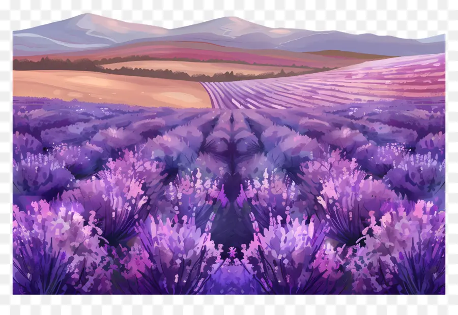 Fondo De Campo De Lavanda，Lavanda PNG