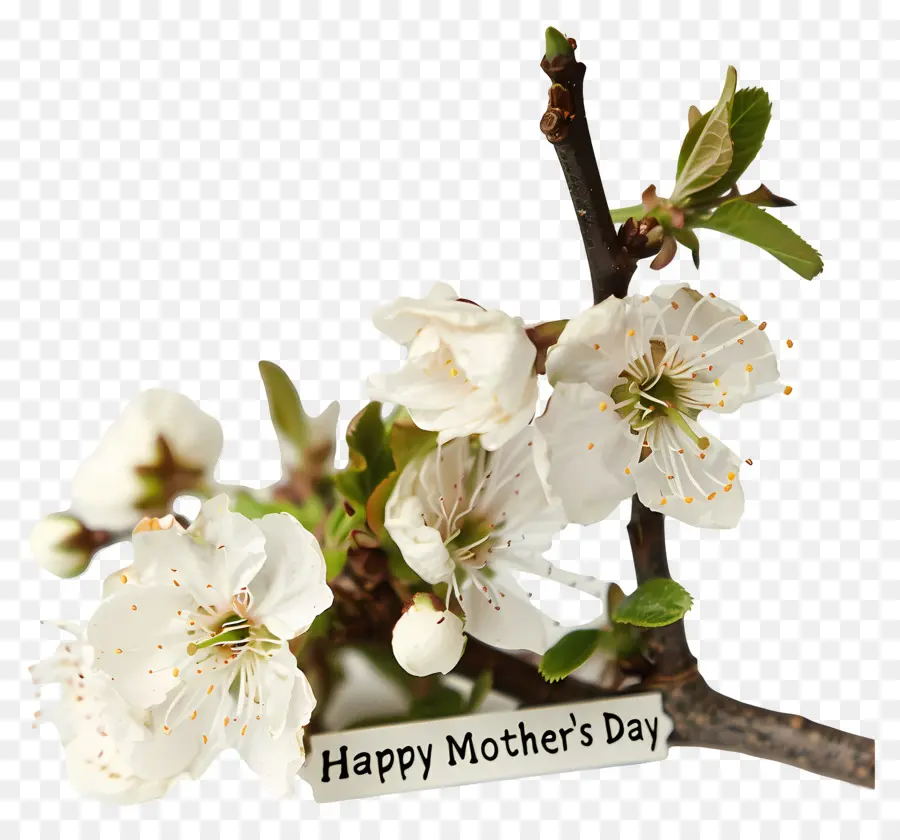 Feliz Día De Las Madres，Flor Blanca PNG