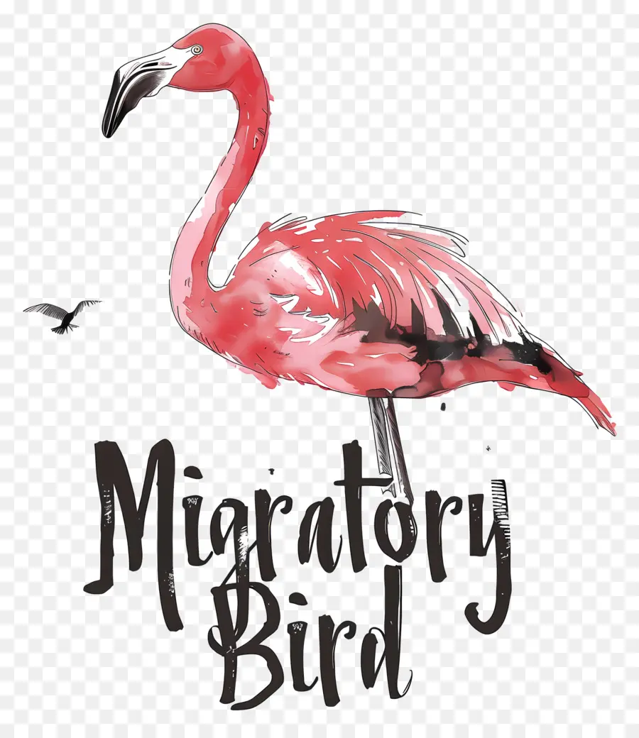 Día Mundial De Las Aves Migratorias，Flamingo PNG