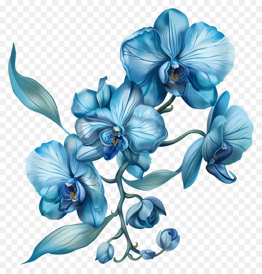Orquídeas Azules，Patrón Simétrico PNG
