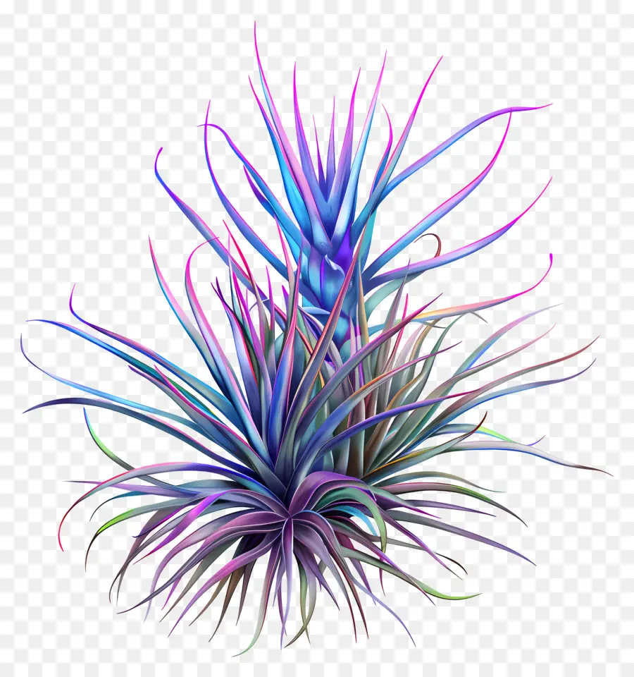 Planta De Aire De Tillandsia，Planta De Aire PNG