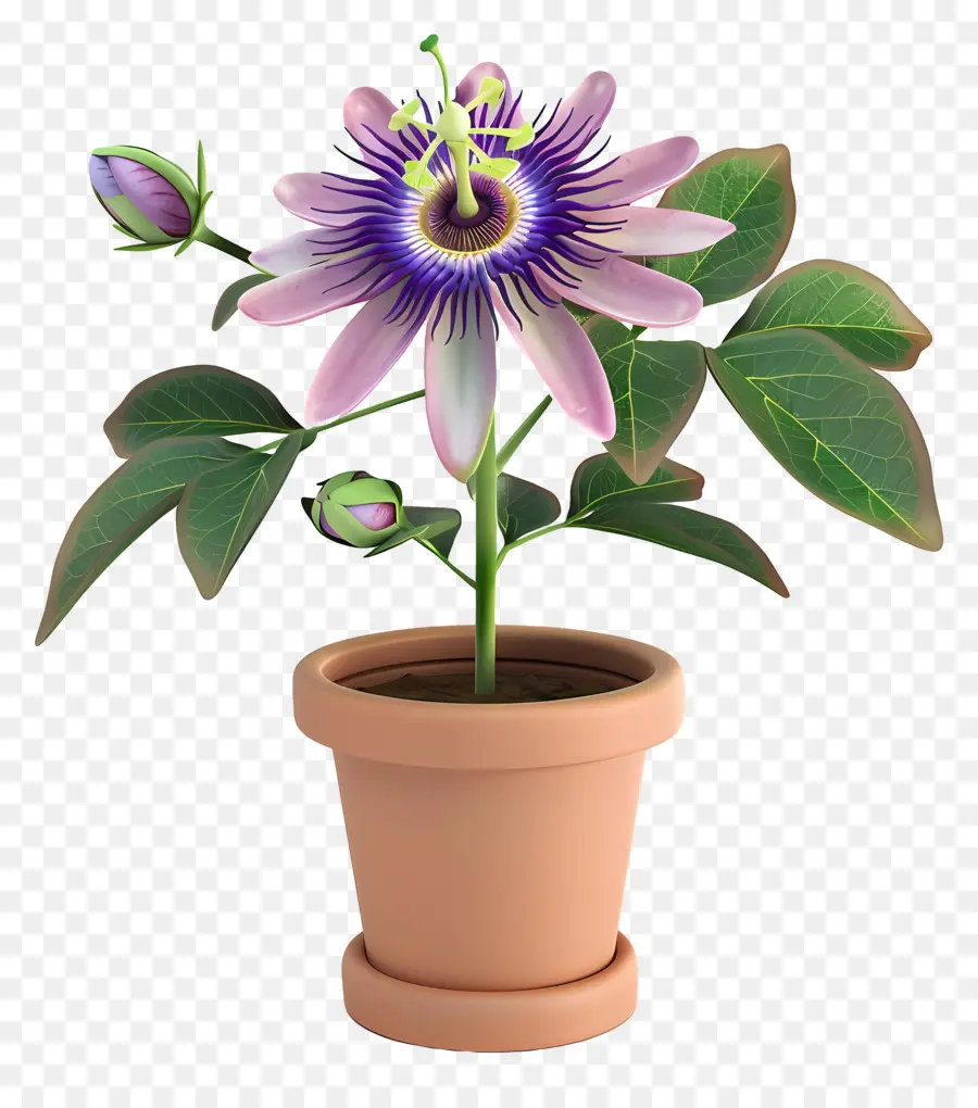 Flor De La Pasión，Planta En Maceta PNG