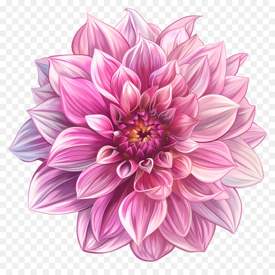 Flor De Dahlia Rosa，Flor Rosa PNG