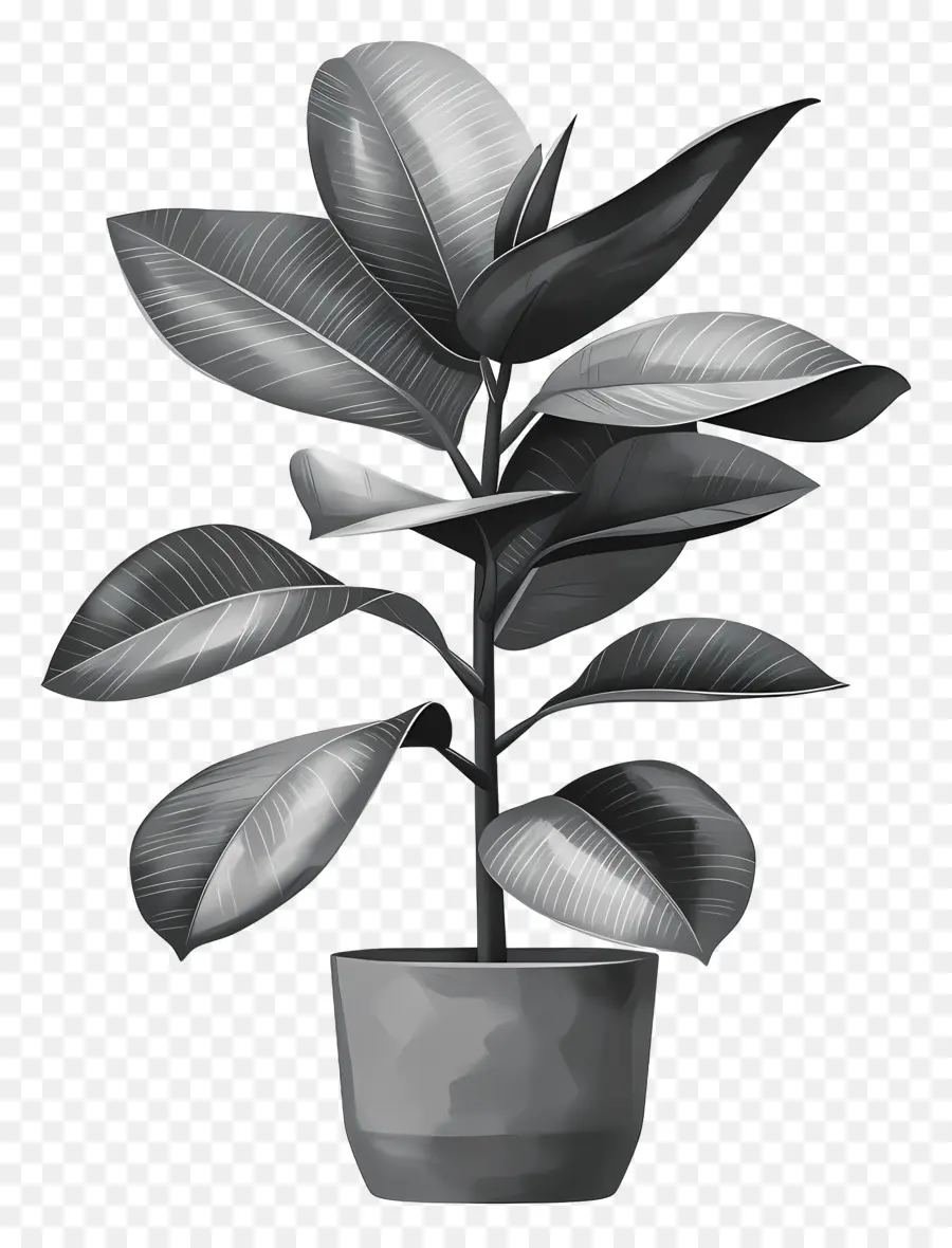 El árbol De Caucho，Planta En Maceta PNG