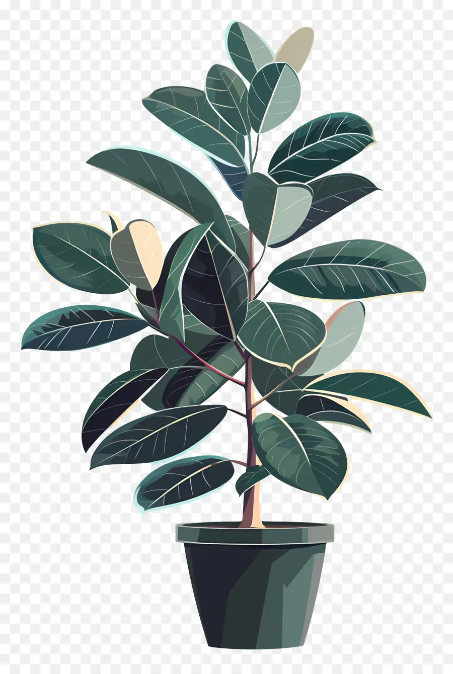 árbol De Caucho，Planta En Maceta PNG