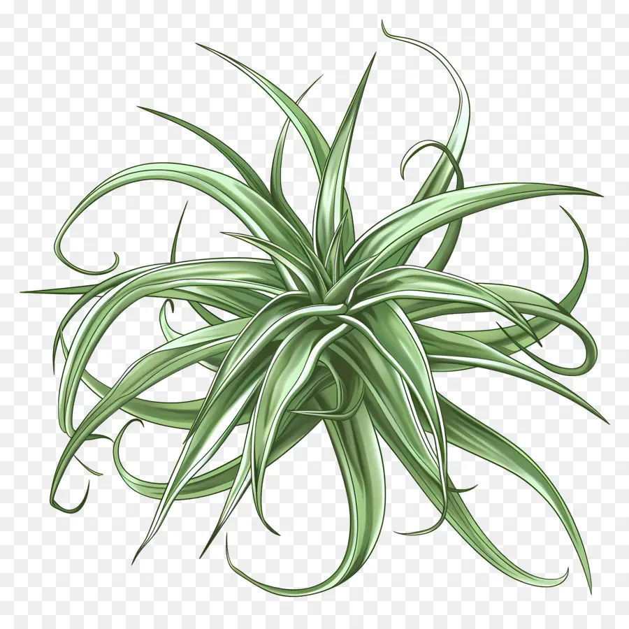 Planta De Aire De Tillandsia，Planta PNG