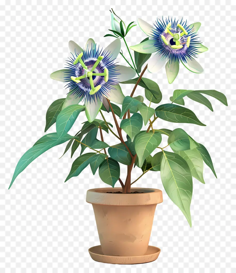 Flor De La Pasión，Flor De Pasión Azul PNG