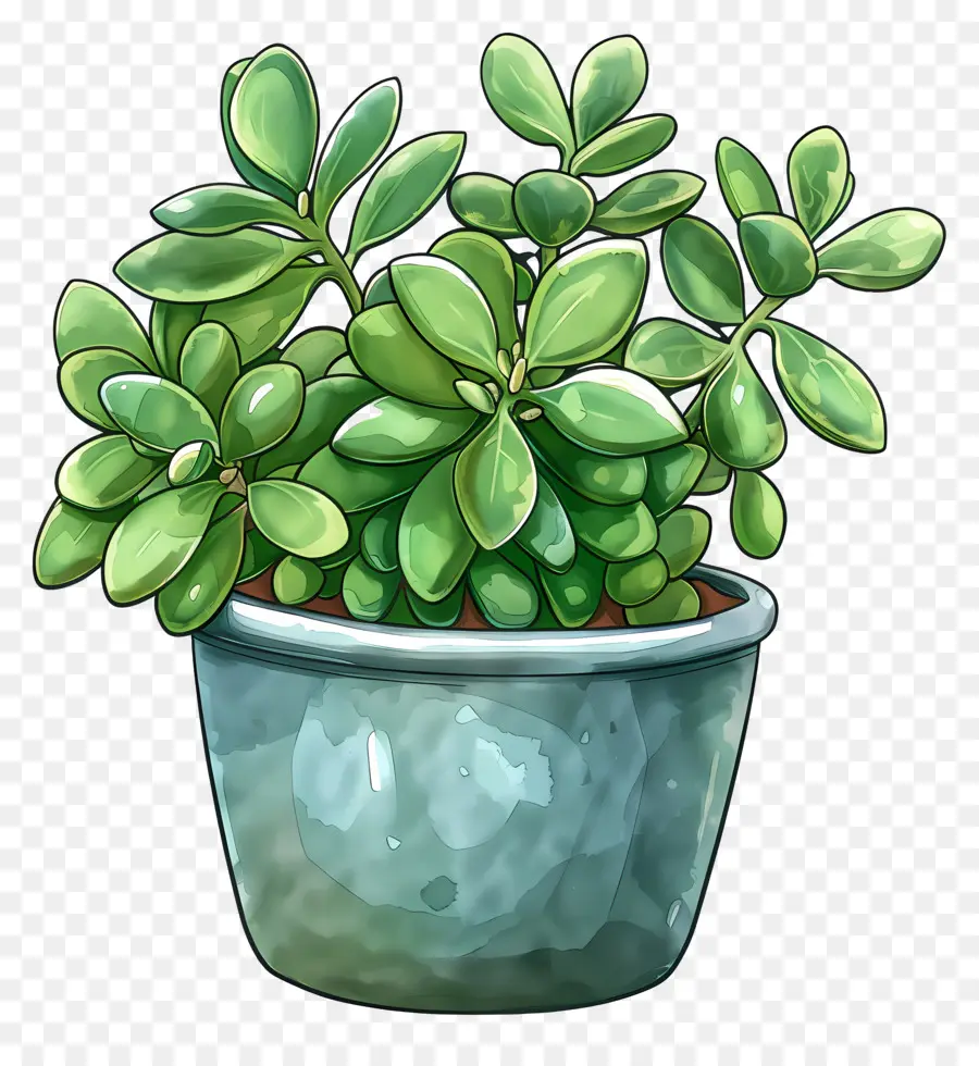 Planta De Jade，Planta PNG