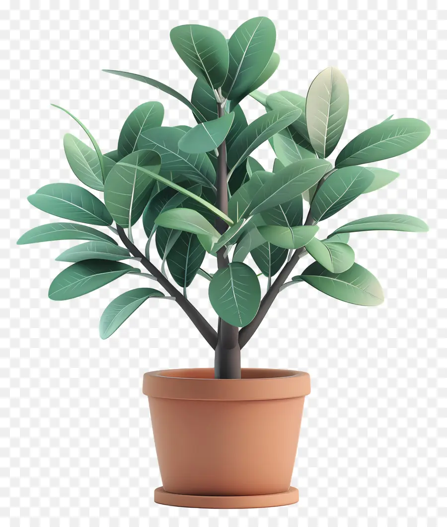 árbol De Caucho，Planta En Maceta PNG