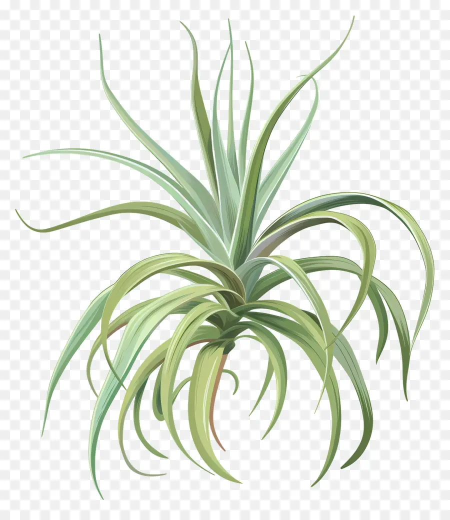 Planta De Aire De Tillandsia，Planta PNG