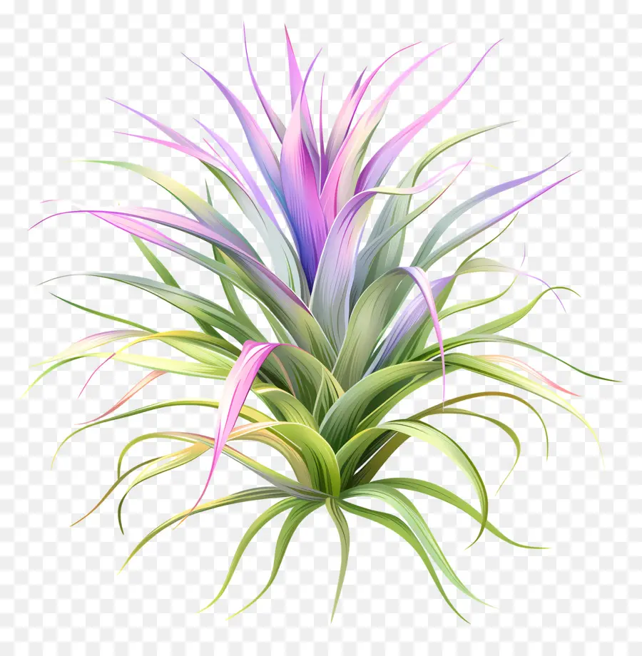 Planta De Aire De Tillandsia，Planta Verde PNG