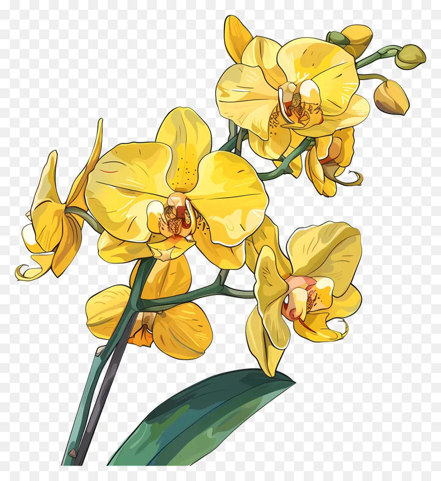 Orquídeas Amarillas，Orquídea Amarilla PNG