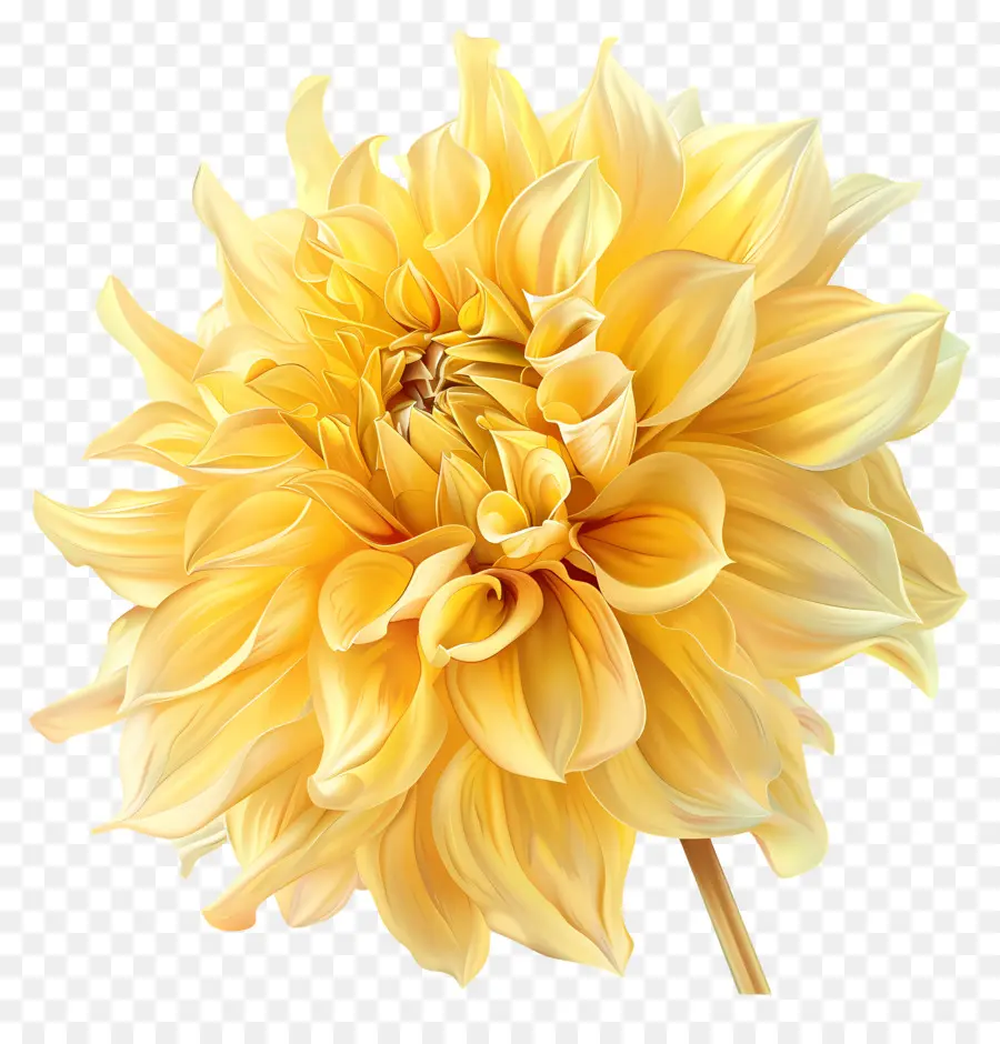 Flor Amarilla Dahlia，Narciso PNG