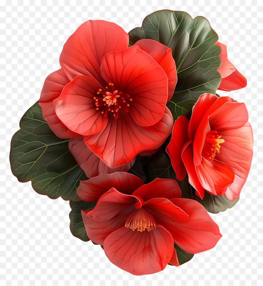 Begonia De Flor，Flor Roja PNG