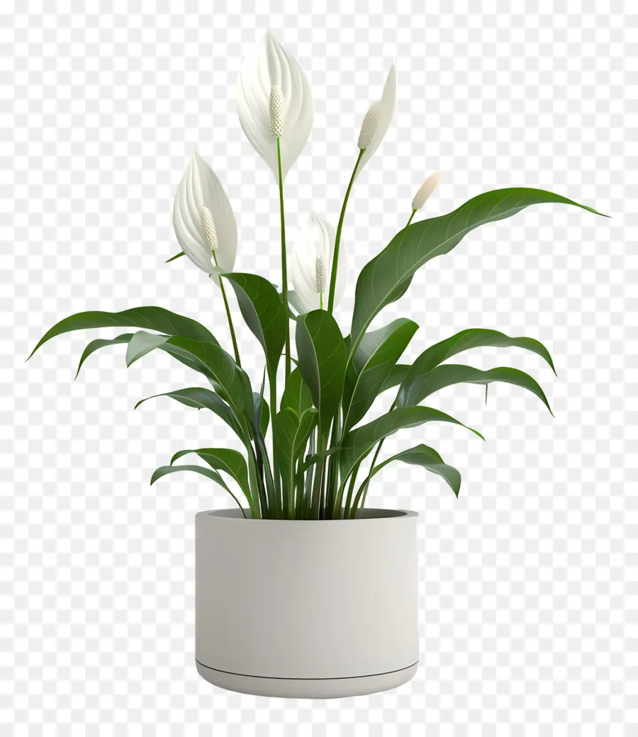 Peated Peace Lily，Lirio De La Paz PNG