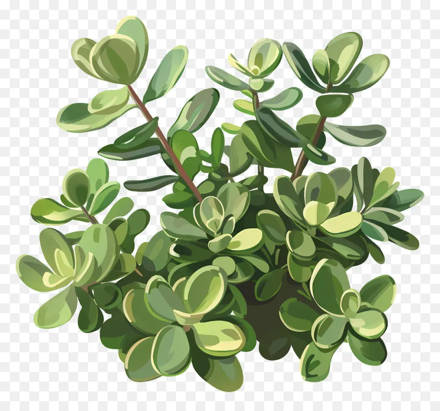 La Planta De Jade，Hojas Verdes PNG