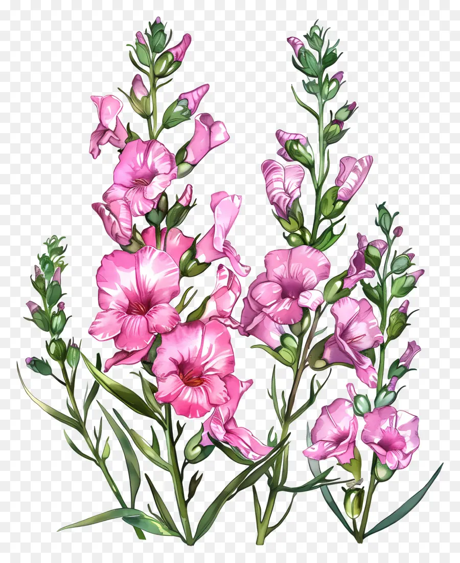 Flores Rosa Snapdragons，Flores De Color Rosa PNG