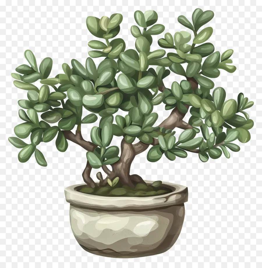 La Planta De Jade，árbol De Los Bonsais PNG