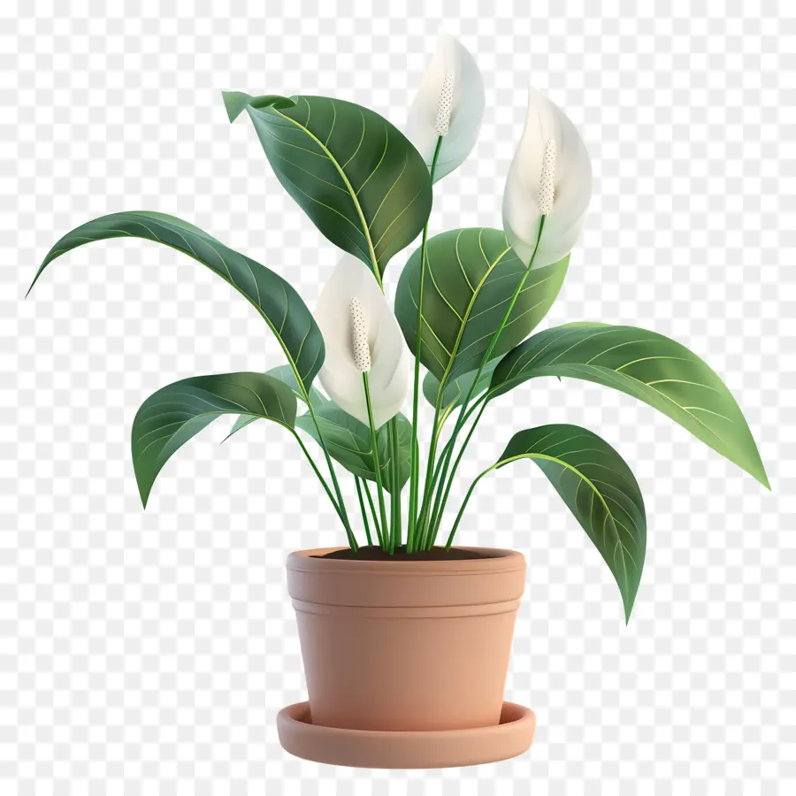 Peated Peace Lily，Planta De Lirio De Paz PNG