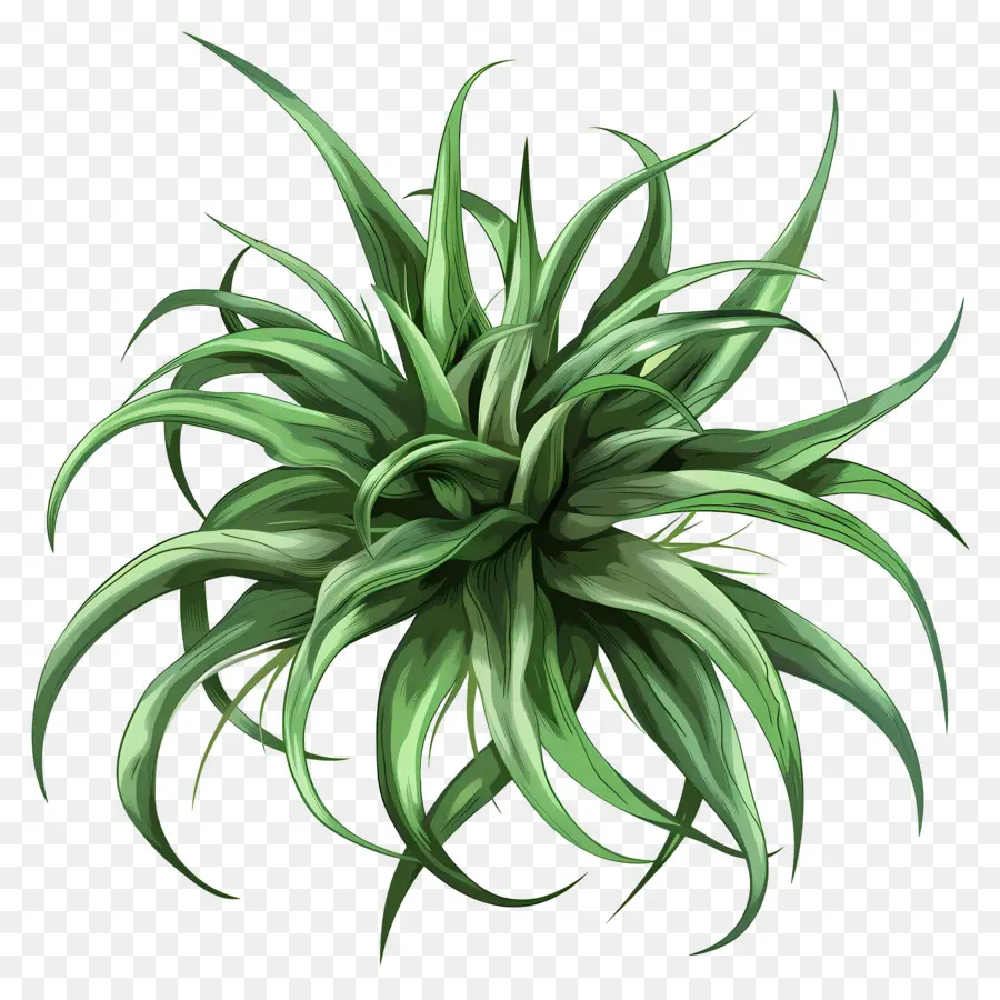 Planta De Aire De Tillandsia，Planta PNG