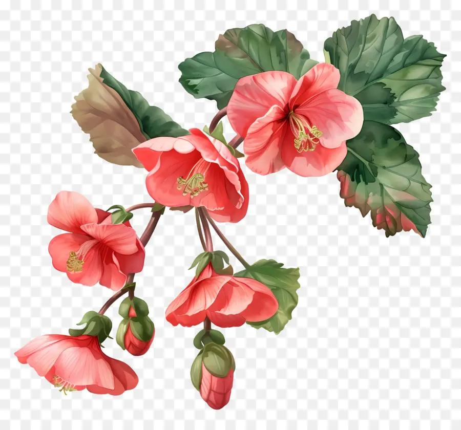 Begonias，Rosada Del Hibisco PNG