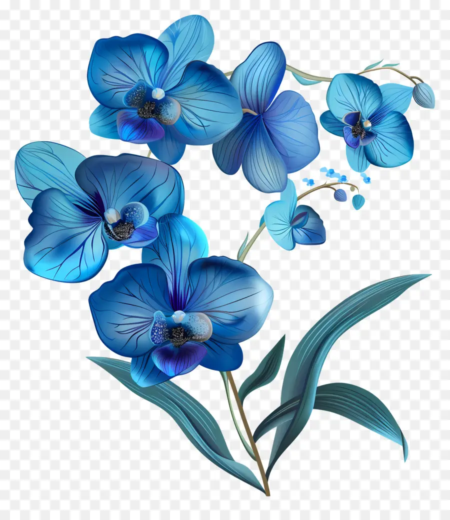 Orquídeas Azules，Ramo PNG